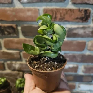 Hoya Hindu Rope Plant - Live Hoya Compacta Houseplant - 3 inch Pot - Image 4