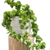 Hoya Hindu Rope Plant - Live Hoya Compacta Houseplant - 3 inch Pot - Image 1