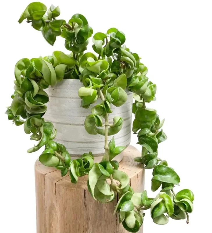Hoya Hindu Rope Plant - Live Hoya Compacta Houseplant - 3 inch Pot - Image 1
