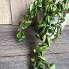 Hoya Hindu Rope Plant - Live Krinkle Kurl Hoya in 6" Pot - Indoor Succulent - Image 1