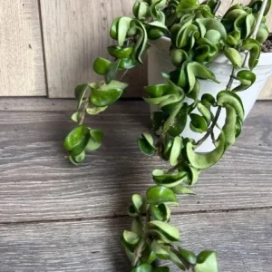 Hoya Hindu Rope Plant - Live Krinkle Kurl Hoya in 6