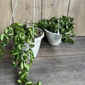 Hoya Hindu Rope Plant - Live Krinkle Kurl Hoya in 6