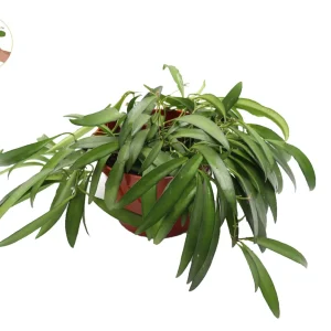 Hoya Kentiana Narrow Leaf Wax Plant – Live Houseplant – 6 inch Pot – Indoor - Image 1