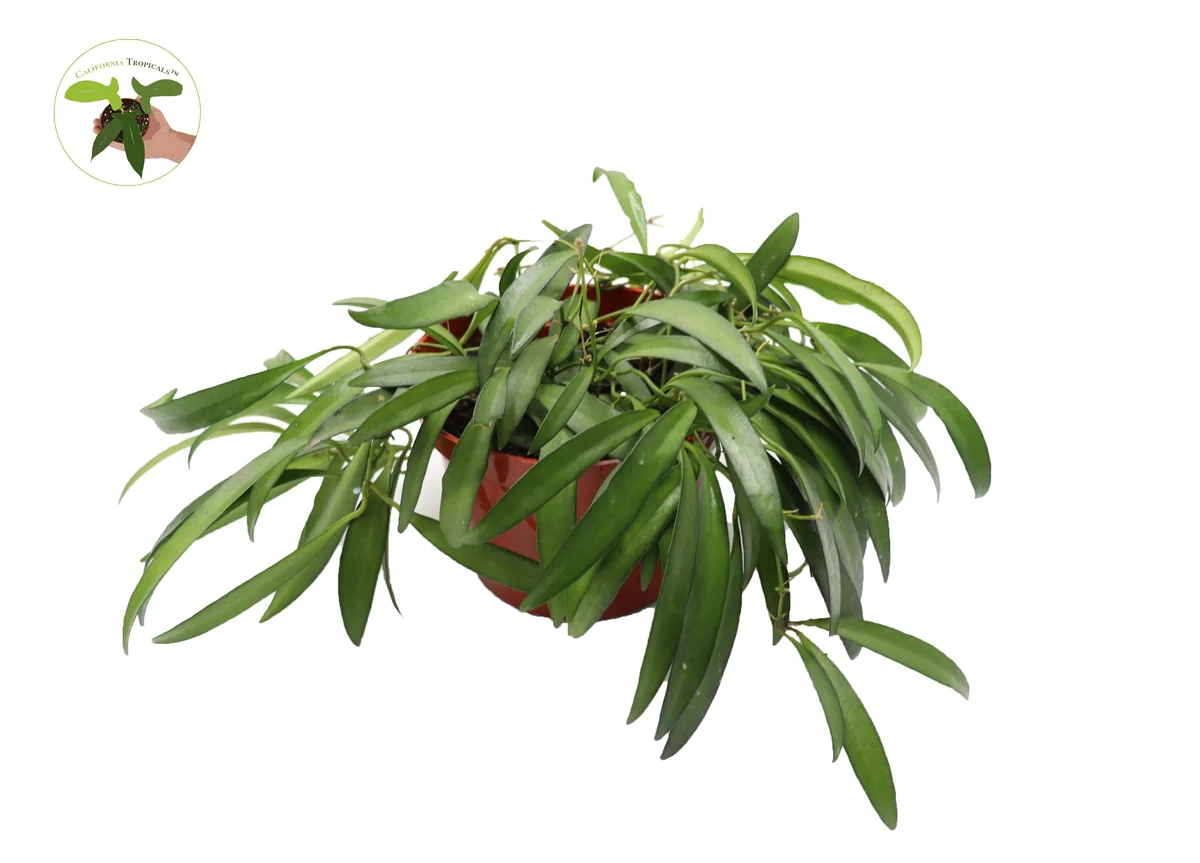 Hoya Kentiana Narrow Leaf Wax Plant – Live Houseplant – 6 inch Pot – Indoor - Image 1