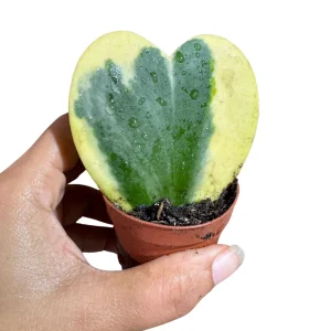 Hoya Kerrii Heart Succulent Live Plant – 2 inch Variegated Heart-Shaped Hoya – Indoor Sweetheart Plant - Image 3