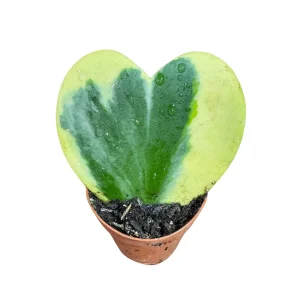 Hoya Kerrii Heart Succulent Live Plant – 2 inch Variegated Heart-Shaped Hoya – Indoor Sweetheart Plant - Image 1