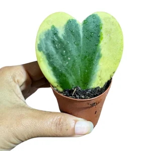 Hoya Kerrii Heart Succulent Live Plant – 2 inch Variegated Heart-Shaped Hoya – Indoor Sweetheart Plant - Image 4