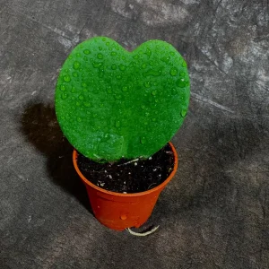 Hoya Kerrii Heart Succulent Live Plant - Sweetheart Hoya - Indoor/Outdoor - Image 2