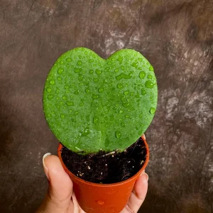 Hoya Kerrii Heart Succulent Live Plant - Sweetheart Hoya - Indoor/Outdoor - Image 1