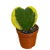 Hoya Kerrii Heart Succulent Live Plant - Variegated Sweetheart Hoya, 2 inch Pot - Image 1