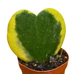 Hoya Kerrii Heart Succulent Live Plant - Variegated Sweetheart Hoya, 2 inch Pot - Image 4