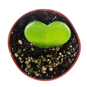 Hoya Kerrii Live Plant – Non-Variegated – Single Leaf – 4 inch Pot – Indoor - Image 2