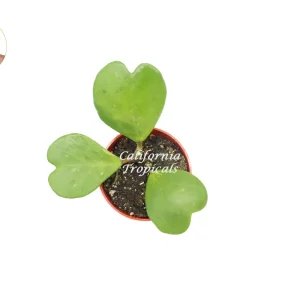 Hoya Kerrii Non-Variegated Live Plant – 3-4 Leaves – 4 inch Pot – Indoor Plant - Image 2