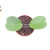 Hoya Kerrii Non-Variegated Live Plant – 4 inch Pot – Indoor Heart Leaf Hoya - Image 1