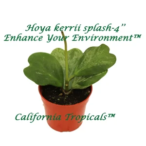 Hoya Kerrii Splash Live Plant 4 Inch Pot - Heart Leaf Hoya Indoor - Image 1
