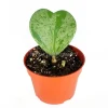 Hoya Kerrii Splash Single Heart Live Plant – 4 inch Pot – Indoor - Image 1