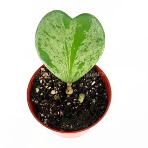 Hoya Kerrii Splash Single Heart Live Plant – 4 inch Pot – Indoor - Image 2