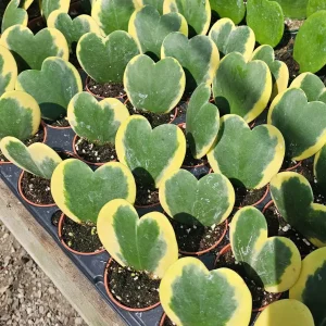 Hoya Kerrii Variegated Hearts Live Plant – 2in or 4in Pot – Indoor Foliage - Image 2