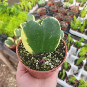 Hoya Kerrii Variegated Hearts Live Plant – 2in or 4in Pot – Indoor Foliage - Image 1