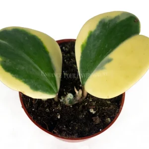 Hoya Kerrii Variegated Live Plant – 4 inch Pot – Heart Leaf Hoya Indoor - Image 2
