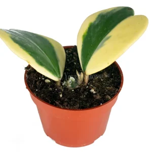 Hoya Kerrii Variegated Live Plant – 4 inch Pot – Heart Leaf Hoya Indoor - Image 1