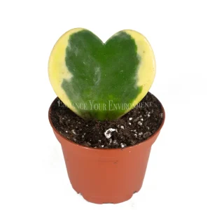 Hoya Kerrii Variegated Single Leaf Live Plant – 3 inch Potted Houseplant - Image 2