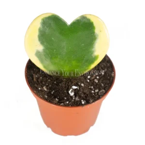 Hoya Kerrii Variegated Single Leaf Live Plant – 3 inch Potted Houseplant - Image 1