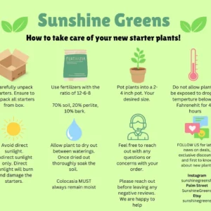 Hoya Krimson Queen Live Plant – 4 inch Potted Variegated Houseplant - Image 2