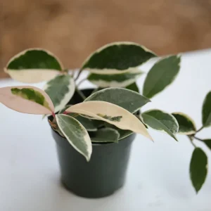 Hoya Krimson Queen Live Plant - Variegated Carnosa Wax Plant, 3 inch nursery pot, Indoor - Image 2