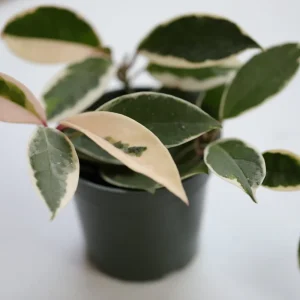 Hoya Krimson Queen Live Plant - Variegated Carnosa Wax Plant, 3 inch nursery pot, Indoor - Image 3
