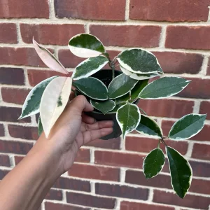 Hoya Krimson Queen Live Plant - Variegated Carnosa Wax Plant, 3 inch nursery pot, Indoor - Image 1
