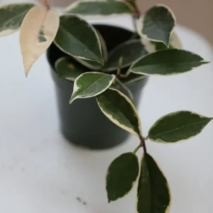 Hoya Krimson Queen Live Plant - Variegated Carnosa Wax Plant, 3 inch nursery pot, Indoor - Image 4