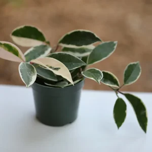 Hoya Krimson Queen Live Plant - Variegated Carnosa Wax Plant, 3 inch nursery pot, Indoor - Image 6