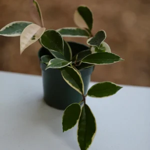 Hoya Krimson Queen Live Plant - Variegated Carnosa Wax Plant, 3 inch nursery pot, Indoor - Image 8