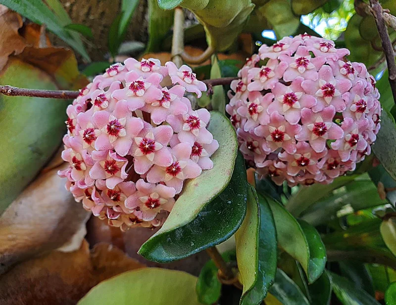Hoya Krinkle 8 Live Plant - Ripple Hoya - 4 Inch Pot - Indoor Houseplant - Image 2