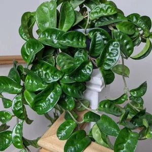 Hoya Krinkle 8 Live Plant - Ripple Hoya - 4 Inch Pot - Indoor Houseplant - Image 3