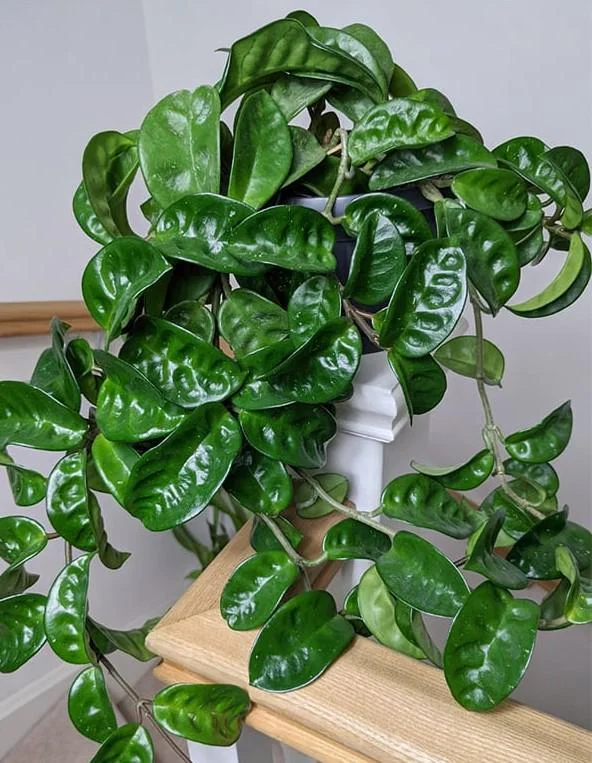 Hoya Krinkle 8 Live Plant - Ripple Hoya - 4 Inch Pot - Indoor Houseplant - Image 3