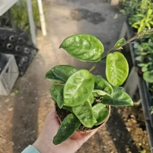 Hoya Krinkle 8 Live Plant - Ripple Hoya - 4 Inch Pot - Indoor Houseplant - Image 4