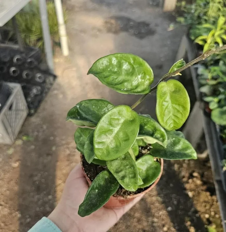 Hoya Krinkle 8 Live Plant - Ripple Hoya - 4 Inch Pot - Indoor Houseplant - Image 4