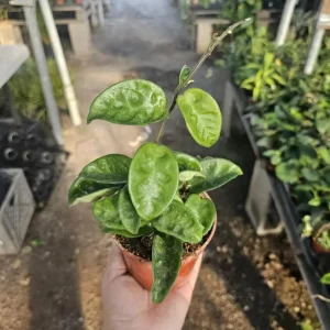 Hoya Krinkle 8 Live Plant - Ripple Hoya - 4 Inch Pot - Indoor Houseplant - Image 5