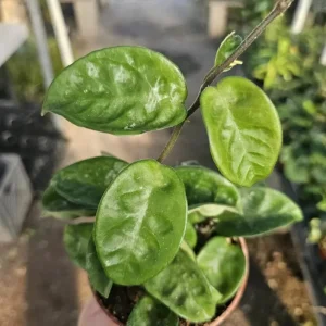 Hoya Krinkle 8 Live Plant - Ripple Hoya - 4 Inch Pot - Indoor Houseplant - Image 6