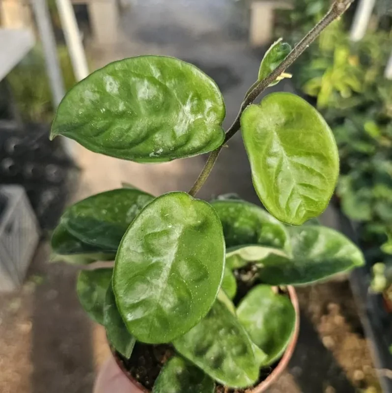 Hoya Krinkle 8 Live Plant - Ripple Hoya - 4 Inch Pot - Indoor Houseplant - Image 6