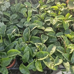 Hoya Krinkle 8 Live Plant - Ripple Hoya - 4 Inch Pot - Indoor Houseplant - Image 7