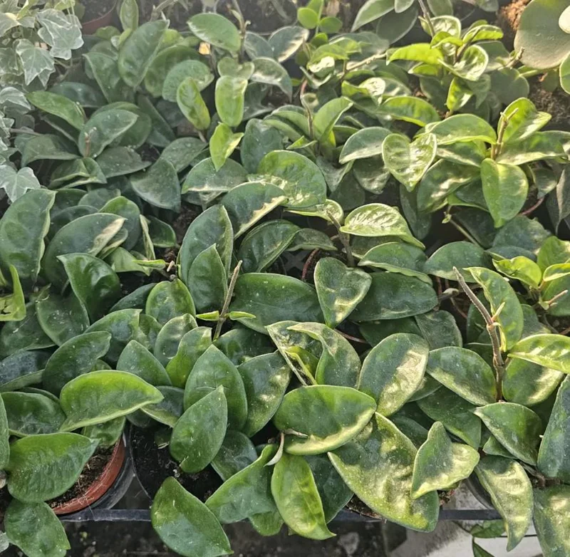 Hoya Krinkle 8 Live Plant - Ripple Hoya - 4 Inch Pot - Indoor Houseplant - Image 7