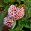 Hoya Krinkle 8 Live Plant - Ripple Hoya - 4 Inch Pot - Indoor Houseplant - Image 1