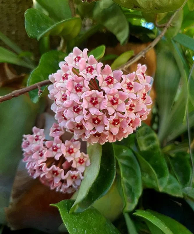 Hoya Krinkle 8 Live Plant - Ripple Hoya - 4 Inch Pot - Indoor Houseplant - Image 1