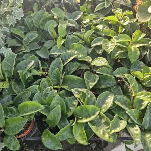 Hoya Krinkle Live Plant Ripple Crinkle Carnosa 2in 4in Pot Indoor - Image 2