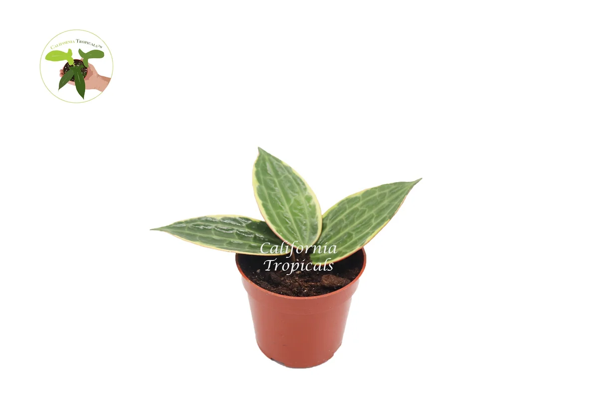 Hoya Macrophylla Outer Variegated Live Plant – 4 inch Nursery Pot – Indoor - Image 1