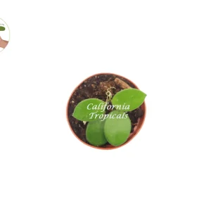 Hoya Mathilde Live Plant – 2.5'' Potted Wax Plant – Indoor Houseplant - Image 2