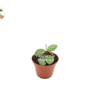 Hoya Mathilde Live Plant – 2.5'' Potted Wax Plant – Indoor Houseplant - Image 1